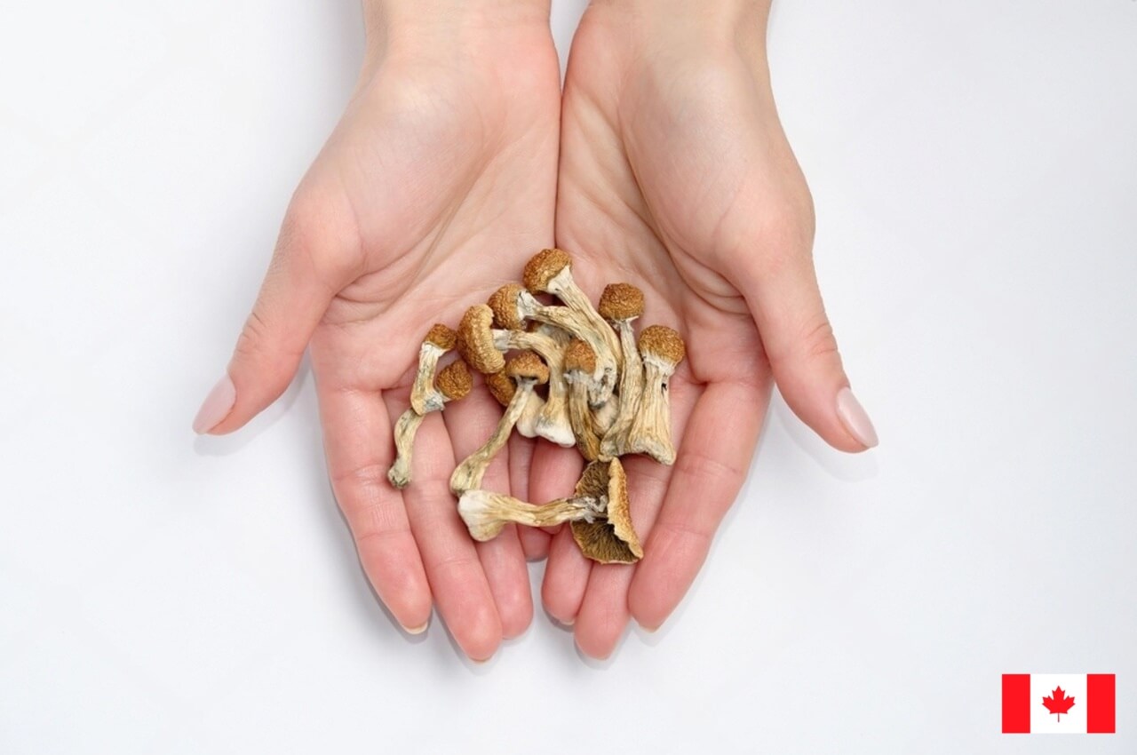 mushrooms in hands